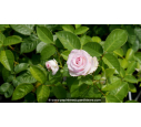 ROSIER 'Moonstar'® - Printemps