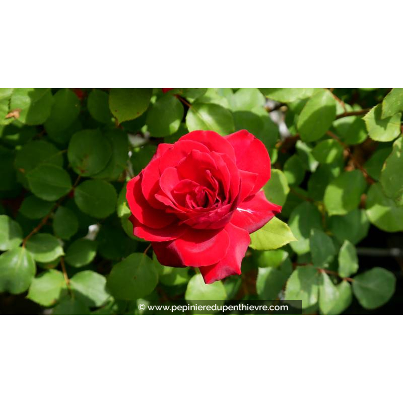 ROSIER 'Edith Piaf'® - Printemps