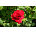 ROSIER 'Edith Piaf'® - Printemps