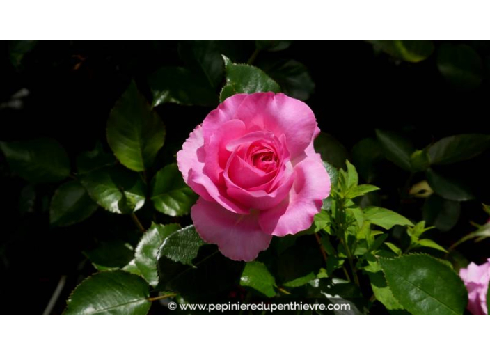 ROSIER 'Bernadette Lafont'® - Printemps