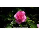 ROSIER 'Bernadette Lafont'® - Printemps