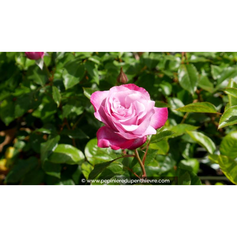 ROSIER 'Muriel Robin'® - Printemps