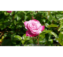 ROSIER 'Muriel Robin'® - Printemps