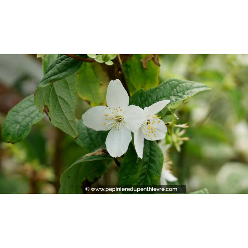 PHILADELPHUS coronarius - Printemps
