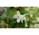 PHILADELPHUS coronarius - Printemps