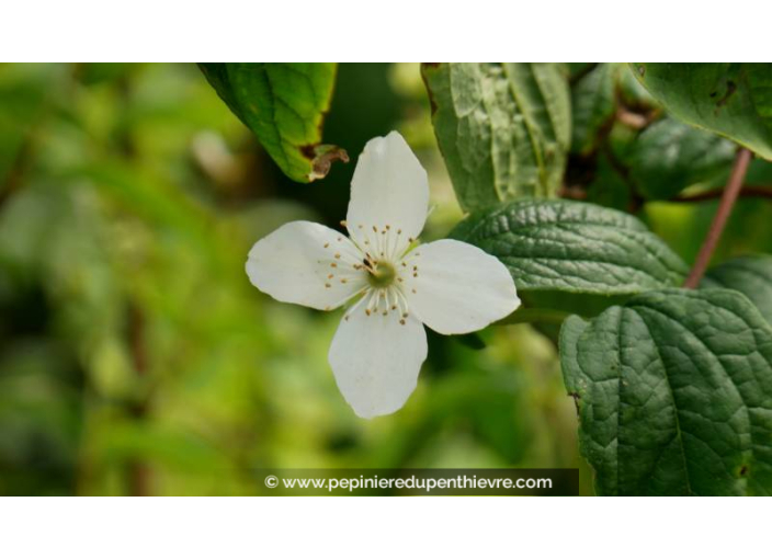 PHILADELPHUS coronarius - Printemps