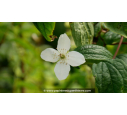 PHILADELPHUS coronarius - Printemps