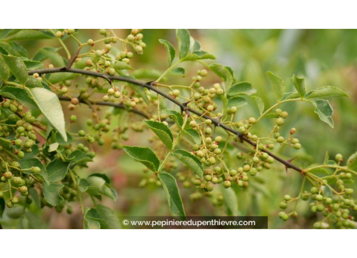 ZANTHOXYLUM piperitum - Printemps