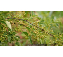 ZANTHOXYLUM piperitum - Printemps