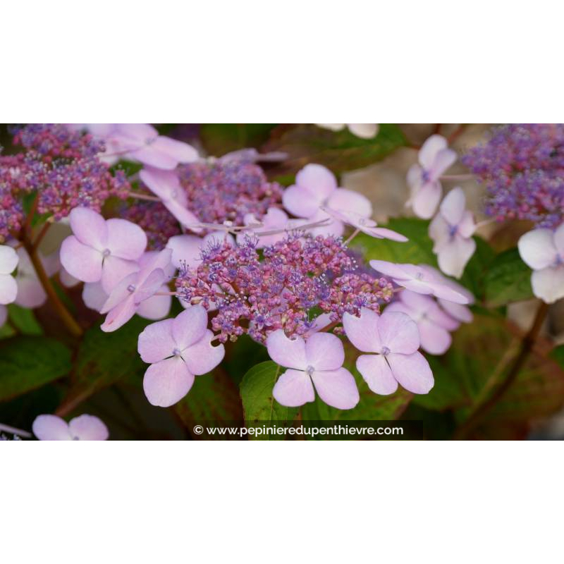 HYDRANGEA serrata 'Bluebird' - Printemps
