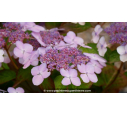 HYDRANGEA serrata 'Bluebird' - Printemps