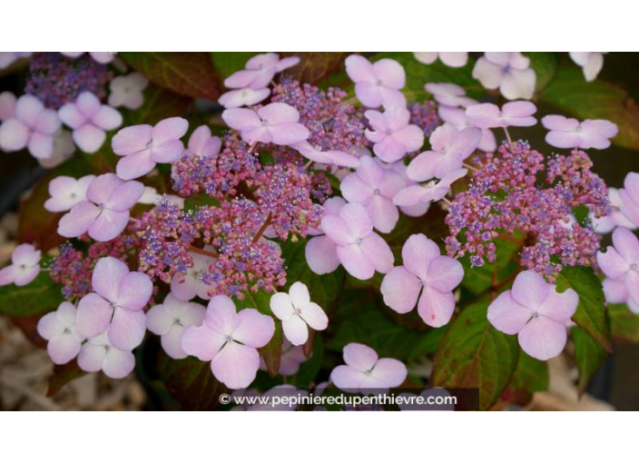 HYDRANGEA serrata 'Bluebird' - Printemps