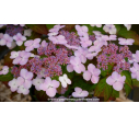 HYDRANGEA serrata 'Bluebird' - Printemps