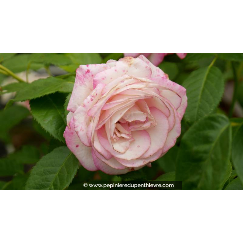 ROSIER 'Moonstar'® - Printemps