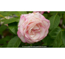 ROSIER 'Moonstar'® - Printemps