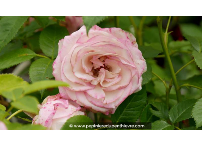 ROSIER 'Moonstar'® - Printemps