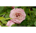 ROSIER 'Moonstar'® - Printemps