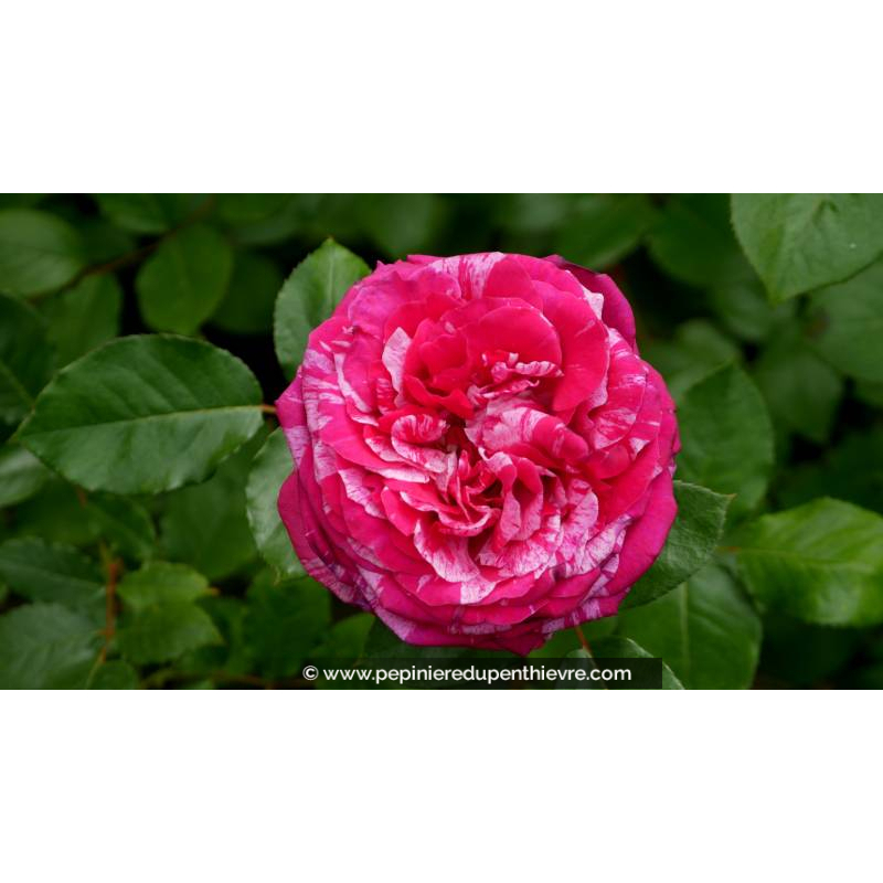 ROSIER 'Crazy Fashion'® - Printemps