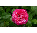 ROSIER 'Crazy Fashion'® - Printemps