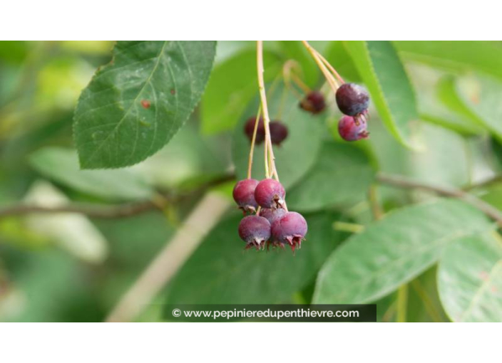 AMELANCHIER canadensis - Printemps