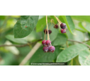 AMELANCHIER canadensis - Printemps