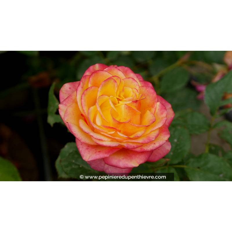 ROSIER 'Girandola'® - Printemps