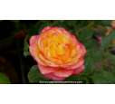 ROSIER 'Girandola'® - Printemps