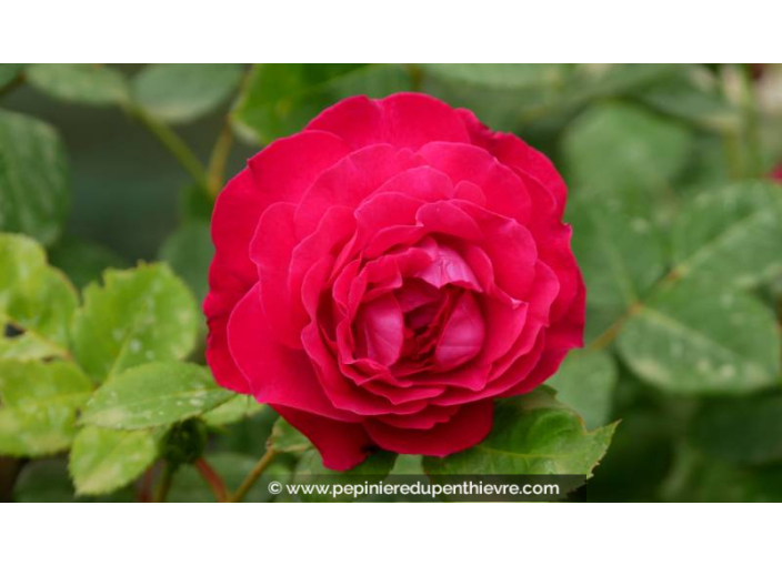 ROSIER 'Elegance Française'®, Meilland, rose - Pépinière du Penthièvre