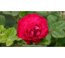 ROSIER 'Elegance Française'®, Meilland, rose - Pépinière du Penthièvre