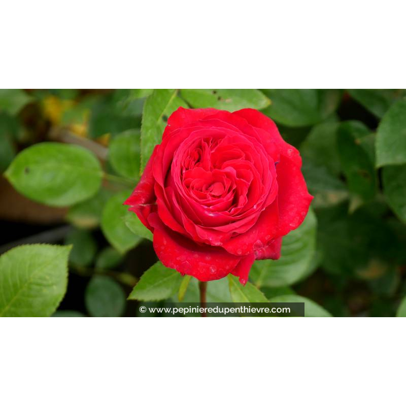 ROSIER 'Noémie de Rothschild'® - Printemps