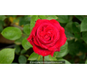 ROSIER 'Noémie de Rothschild'® - Printemps