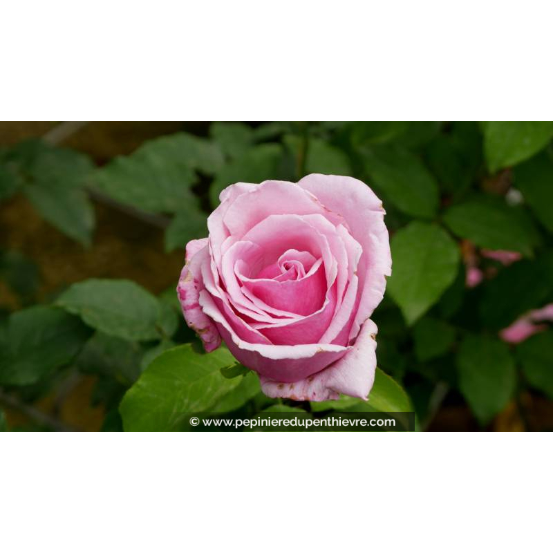 ROSIER 'Parfum de Liberté'® - Printemps