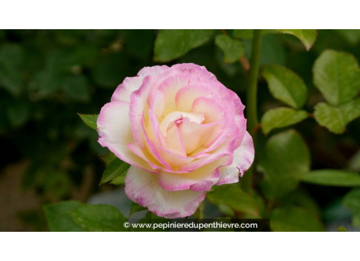 ROSIER 'Parfum de Nantes'® - Printemps