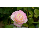 ROSIER 'Parfum de Nantes'® - Printemps