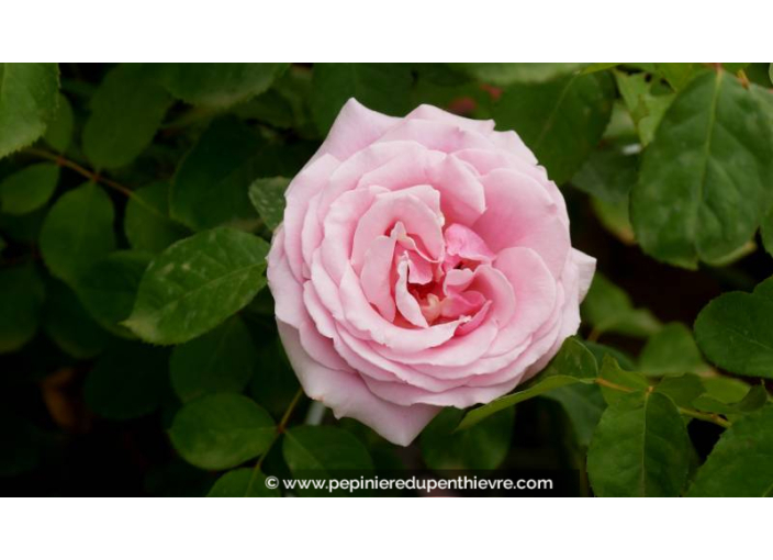 ROSIER buisson grandes fleurs 'Frédéric Mistral'® - Printemps
