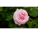 ROSIER buisson grandes fleurs 'Frédéric Mistral'® - Printemps