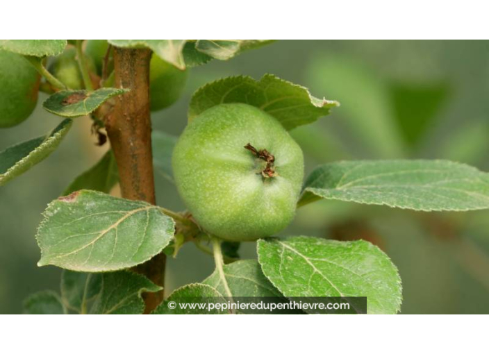 POMMIER 'Rouget de Dol Trois Quarts'