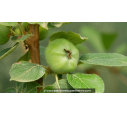POMMIER 'Rouget de Dol Trois Quarts'