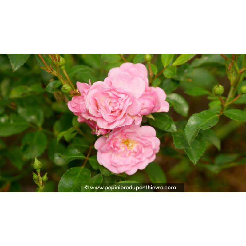 ROSIER paysager 'The Fairy' - Printemps