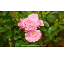 ROSIER paysager 'The Fairy' - Printemps