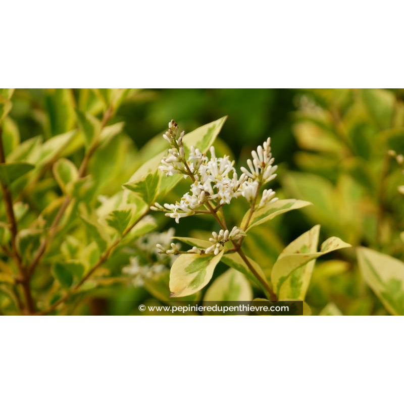 LIGUSTRUM ovalifolium 'Aureum' - Printemps