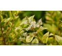 LIGUSTRUM ovalifolium 'Aureum' - Printemps