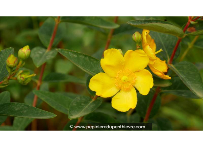HYPERICUM 'Hidcote' - Printemps