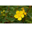 HYPERICUM 'Hidcote' - Printemps