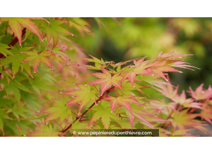 ACER palmatum 'Sango-Kaku' - Printemps