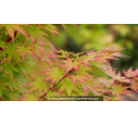 ACER palmatum 'Sango-Kaku' - Printemps