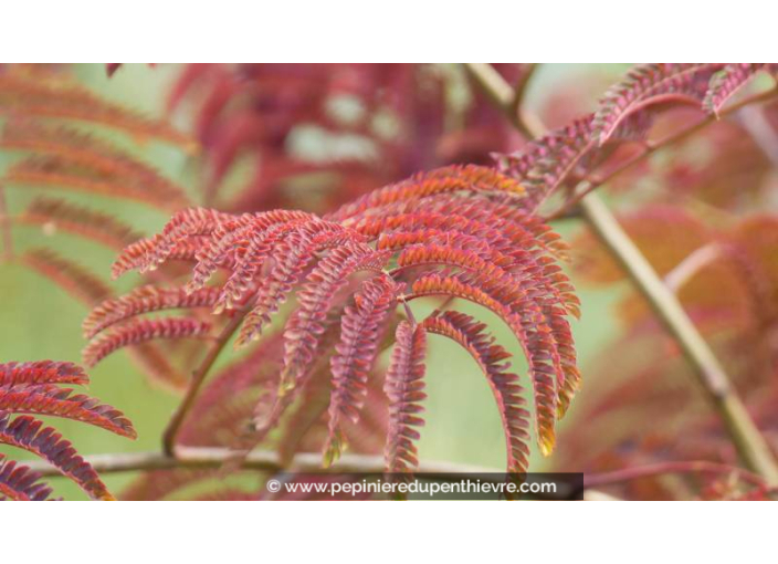ALBIZIA julibrissin 'Summer Chocolate' - Été