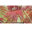 ALBIZIA julibrissin 'Summer Chocolate' - Été