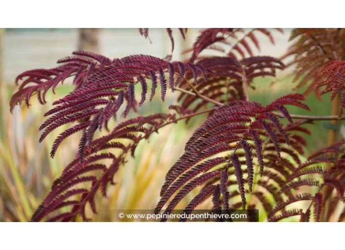 ALBIZIA julibrissin 'Summer Chocolate' - Printemps