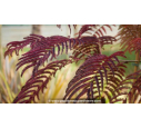 ALBIZIA julibrissin 'Summer Chocolate' - Printemps
